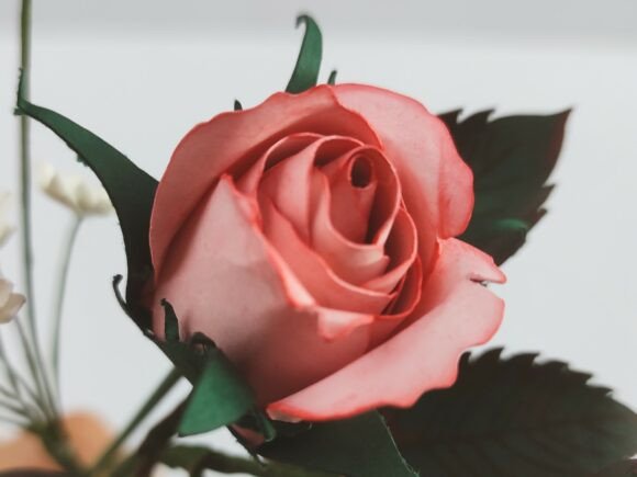 Mastering the Art of the Paper Flower Two Tone Rose Bud Template for Stunning DIY Bouquets